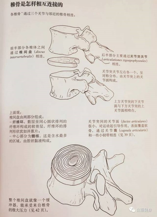 脊柱椎間盤(pán)連接圖